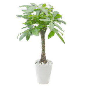 ϗtA pL  7 픫 ۔ 󂯎Mt ϐ 70`90cmx ^ ^ CeAO[ Mtg2307-46900