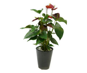 ϗtA AXE   픫 󂯎Mt 6