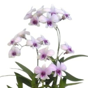 yԂȂz fhr[ O[orbW Den.Gloval Village z 2.5 20cm JԃTCY(BS)