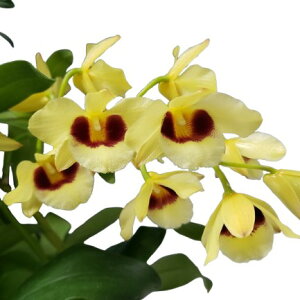 yԂȂz fhr[ KbgTC Den.Gatton Sunray z 6 95cm JԃTCY(BS)