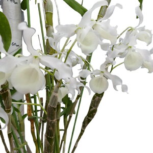 yԂȂz fhr[ g[`[ Ao e`Gf Den.tortile var. alba eChief CHM/JOGA  3 30cm JԃTCY(BS)