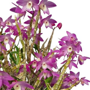 yԂȂz fhr[ lI[W e[Wf Den.Neo Rouge eRougef z 3 25cm JԃTCY(BS)