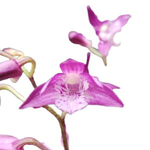 �y�ԂȂ����z �f���h���r���[�� �L���M�A�i�� �s���N�X�|�b�g Den.kingianum (Pink Spot) ���� �F������ 2.5���� 20cm �J�ԃT�C�Y(BS)