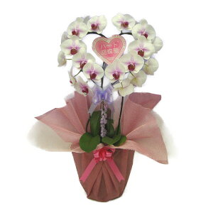 �n�[�g�Ӓ��� ��փ^�C�v ����(�Z�~�A���o) 20�� �V���O���n�[�gphal-heart-sa-20