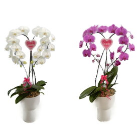 楽天市場 紅白 蘭 鉢花 花 観葉植物 花 ガーデン Diyの通販