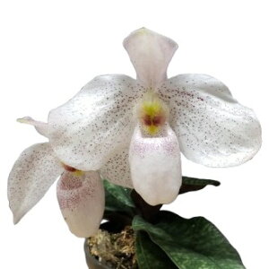 yԂȂz ptBIyfB A}M Paph.Amagiri z 3 15cm JԃTCY(BS)