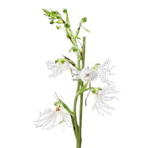 yԂȂz nxiA f[T Hab.medusa  3 20cm JԃTCY(BS)