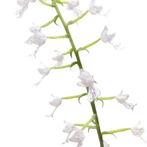 yԂȂz XemOb`X rtHKeB eTCvXqf Sngl.Bill Fogarty eCypress Hillf z 2.5 20cm JԃTCY(BS)