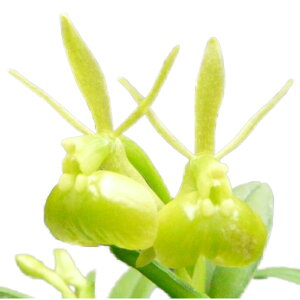 ペペロミア 花の通販 価格比較 価格 Com