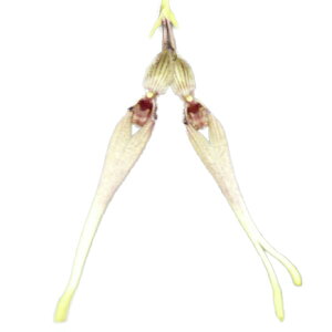 yԂȂz o{tB _CGAi Bulb.daieriana  3 20cm JԃTCY(BS)3558-81332
