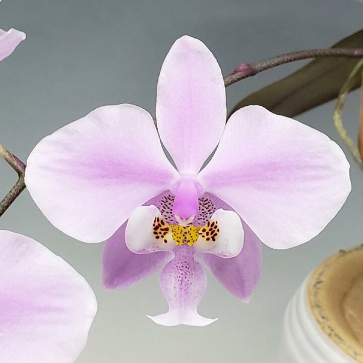 楽天市場】【花なし株】 ファレノプシス シレリアナ Phal.schilleriana 