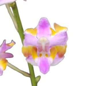 yԂȂz t@mvVX vP} eybNf Phal.(Dor.)pulcherrima ePeloricf  3 20cm JԃTCY(BS)