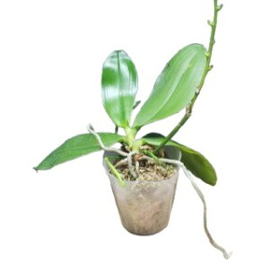 yԂȂz t@mvVX XyVIT u[ Phal.speciosa (Blue) F 3 10cm JԃTCY(BS)