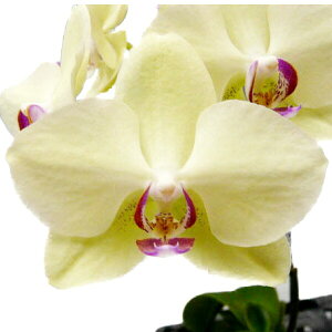 yԂȂz t@mvVX tH[`Uc} Phal.Fortune Saltzman z 3 25cm JԃTCY(BS)
