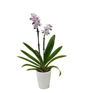 yԂȂz t@mvVX T}[[Y Phal.Summer Rose z 3 25cm JԃTCY(BS)