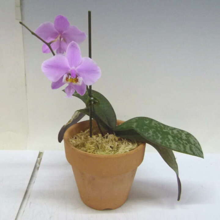 楽天市場】【花なし株】 ファレノプシス シレリアナ Phal.schilleriana 