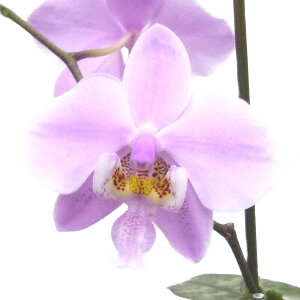 yԂȂz t@mvVX VAi Phal.schilleriana (eSilver leavesfxeWan Danf)  F 2 8cm 1JԃTCY(NBS)