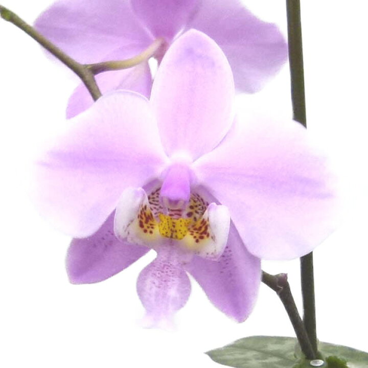 楽天市場】【花なし株】 ファレノプシス シレリアナ Phal.schilleriana 