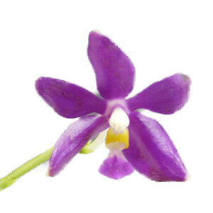 yԂȂz t@mvVX vN eIXJ[f Phal.pulchra eOscarf 3 20cm JԃTCY(BS)