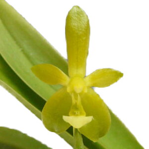 yԂȂz t@mvVX RkZr Ao Phal.cornu-cervi var. alba  3 25cm JԃTCY(BS)