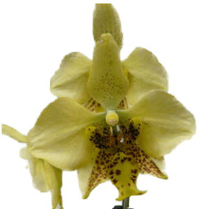 yԂȂz t@mvVX XeA[`Ai mrX Phal.stuartiana var. nobilis  2.5 15cm JԃTCY(BS)