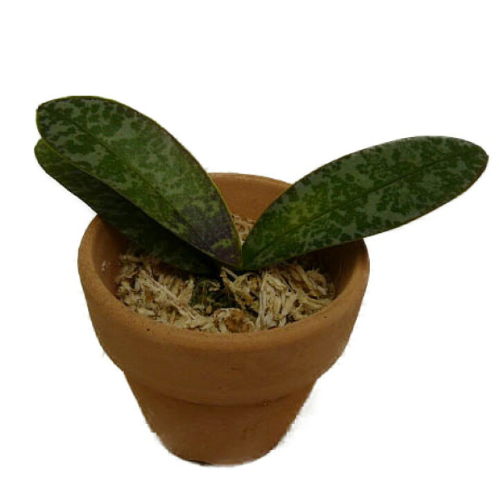 楽天市場】【花なし株】 ファレノプシス シレリアナ Phal.schilleriana 