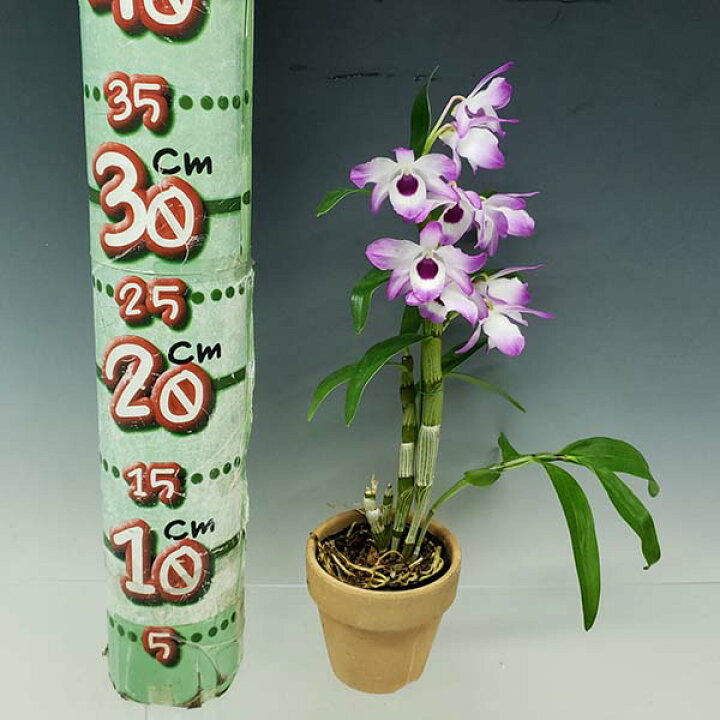 楽天市場 花なし株 デンドロビューム ビゼン アケボノ Den Bizen Akebono 交配種 2 5号鉢 25cm 開花サイズ Bs 渥美洋らんセンタースズキラン園
