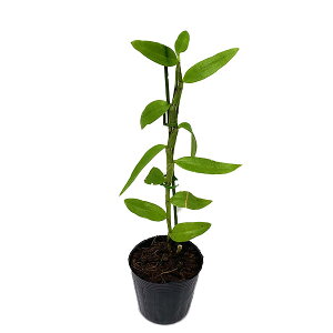 yԂȂz fhr[ WIXe ebhAhzCgf Den.Jan Orinstein eRed & Whitef SBM/JOGA HCC/AAOS z F 2.5 30cm JԃTCY(BS)24250