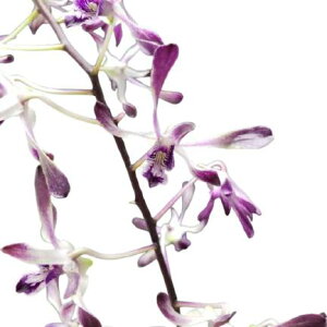 yԂȂz fhr[ u[gCN eCPf Den.Blue Twinkle eIkeyaf z 3 15cm JԃTCY(BS)