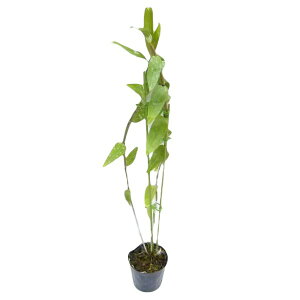 yԂȂz . Den.aduncum eKurahashif BM/JOGA  2.5 40cm JԃTCY(BS)24332