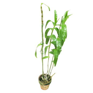 yԂȂz fhr[ g[`[ [E eNnVf Den.tortile var. roseum eKurahashif BM/JOGA  3 50cm JԃTCY(BS)24331