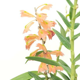 【花なし株】 デンドロビューム ファシフェラム Den.faciferum 原種 3号鉢 25cm 開花サイズ(BS)23531