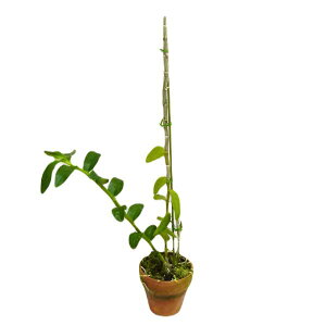 yԂȂz fhr[ AmX} tbgj[ eu[bvf Den.anosumum huttonii eBlue Lipf  F 3 25cm JԃTCY(BS)24348