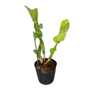 �y�ԂȂ����z �f���h���r���[�� �p�[�v�����[�� �A���o �e�G�i�~�f Den.purpureum var. alba �eEnami�f ���� 2.5���� 25cm �J�ԃT�C�Y(BS)24407