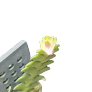 yԂȂz fhr[ IjX Den.leonis  ؕt 20cm JԃTCY(BS)