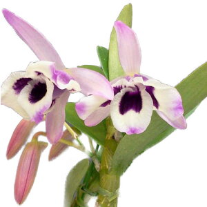 yԂȂz fhr[ mr eNbN\jf Den.nobile eCooksoniaef 3 30cm JԃTCY(BS)