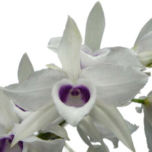 yԂȂz fhr[ AmX} ZA Den.anosumum fma. coeruolea  F 3 30cm JԃTCY(BS)3653-79521