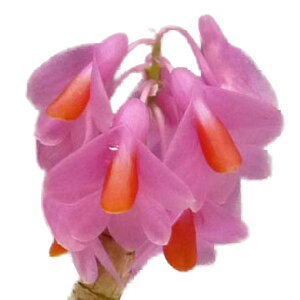 【花なし株】 デンドロビューム シュードグロメラタム ‘ワンダフルワールド’ Den.pseudoglomeratum ‘Wonderful World’ SM/JOGA (=Den.chrysoglossum) 原種 3号鉢 40cm 開花サイズ(BS)23430