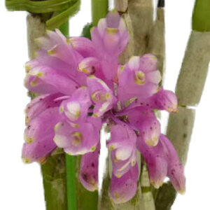 yԂȂz fhr[ I[nm Den.Oharano z 3 30cm JԃTCY(BS)