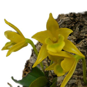 yԂȂz fhr[ gSmpX Den.trigonopus  F 3 20cm JԃTCY(BS)