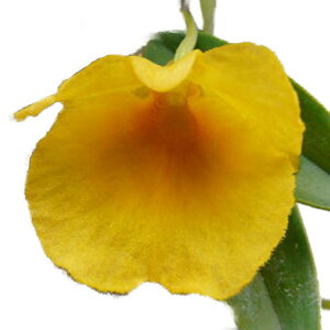 yԂȂz fhr[ EFtF Den.Ueang Phueng z 2.5 15cm JԃTCY(BS)