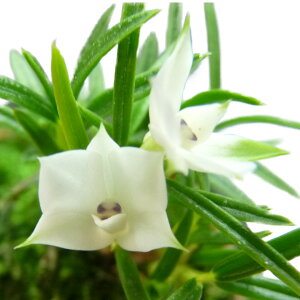 yԂȂz fhr[ XutF Den.subuliferum  2.5 12cm JԃTCY(BS)3956-23264
