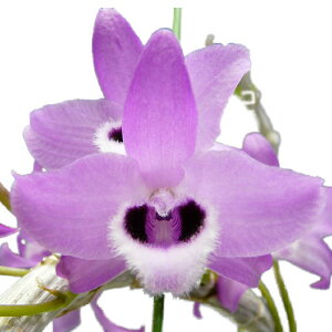 yԂȂz fhr[ pV[ Den.parishii  3 35cm JԃTCY(BS)0044-81122