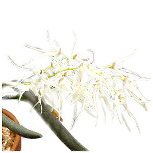 yԂȂz fhr[ OV[ Den.grimesii  F 3 15cm JԃTCY(BS)2574-81140