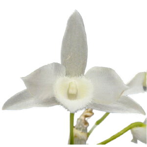 yԂȂz fhr[ pV[ Ao Den.parishii var. alba  F 2.5 20cm JԃTCY(BS)3571-81147