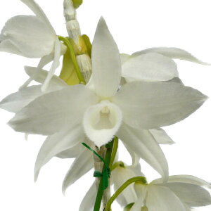 yԂȂz fhr[ X[p[lX^[ Ao Den.Super Nestor (alba) z 3 25cm JԃTCY(BS)