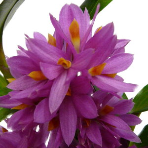 yԂȂz fhr[ qrL Den.Hibiki z 4 25cm JԃTCY(BS)3705-79950