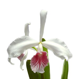 yԂȂz JgA p[v[^ J[lA C.(L.)purpurata var. carnea ǌ(x sieb)  4 30cm 1JԃTCY(NBS)