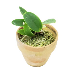 【花なし株】 カトレア ワルケリアナ アキニー ‘ギフ’ C.walkeriana var. aquinii ‘Gifu’ (MC)メリクロン 原種 芳香あり 2号鉢 10cm 2作開花サイズ(2BS)