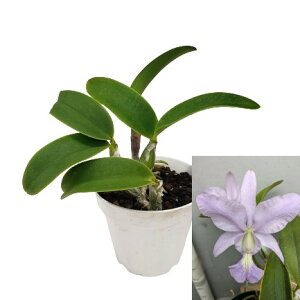 yԂȂz JgA mrI[ ehiu[f C.nobilior eDona Bluef SM/JOGA  F 3 20cm JԃTCY(BS)